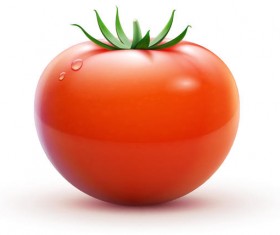 Fresh tomato illustration design vector 01