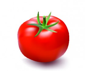 Fresh tomato illustration design vector 02