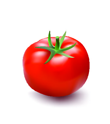 Fresh tomato illustration design vector 02
