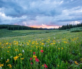 Full of wild flowers in the meadow Stock Photo