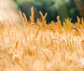 Golden wheat Stock Photo