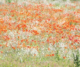 Grass is full of red and white wildflowers Stock Photo