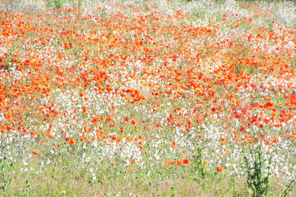 Grass is full of red and white wildflowers Stock Photo