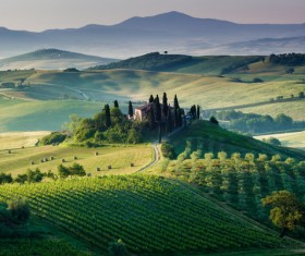 Green field Stock Photo