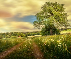 Green field tree and dandelion Stock Photo