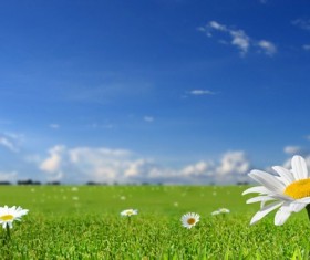Green grass in the little white flowers