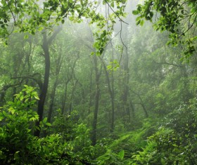 Green jungle background Stock Photo