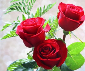 Green leaf red roses HD picture