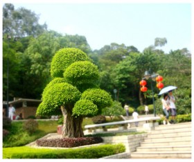 Green mushroom tree Stock Photo