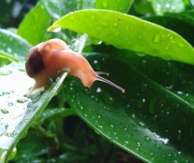 Green snail on the snail Stock Photo
