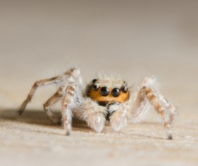 Green spider on the green leaves Stock Photo 03