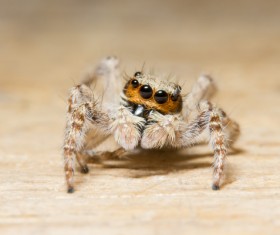 Green spider on the green leaves Stock Photo 04