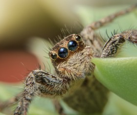 Green spider on the green leaves Stock Photo 05