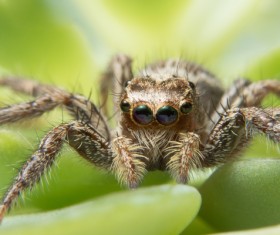 Green spider on the green leaves Stock Photo 06