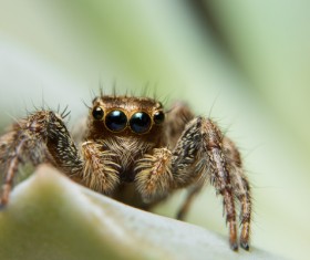 Green spider on the green leaves Stock Photo 07