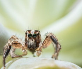 Green spider on the green leaves Stock Photo 08
