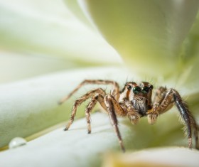 Green spider on the green leaves Stock Photo 09