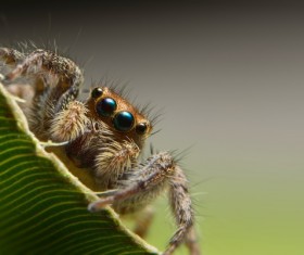 Green spider on the green leaves Stock Photo 10