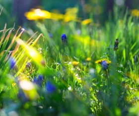 Green weed flowers Stock Photo