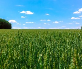 Green wheat field Stock Photo