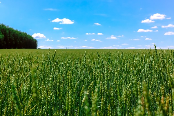 Green wheat field Stock Photo