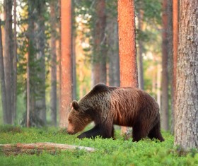 Grizzlies in the jungle Stock Photo