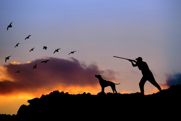 Hunting the man with the hound to fly the bird Stock Photo