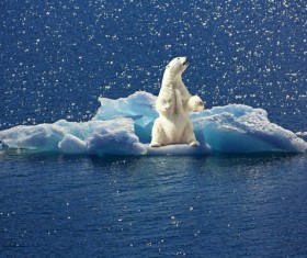 Ice floes polar bear Stock Photo