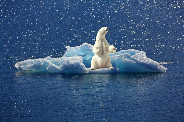 Ice floes polar bear Stock Photo