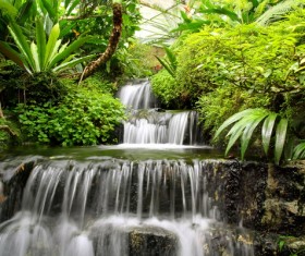 Jungle creek HD picture