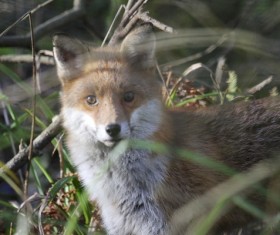 Jungle vigilant fox HD picture