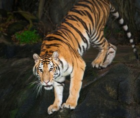 King of beasts of the tiger Stock Photo 01