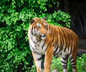 King of beasts of the tiger Stock Photo 03