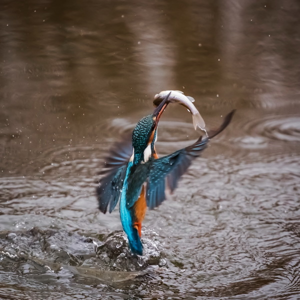 Kingfisher fishing moment Stock Photo