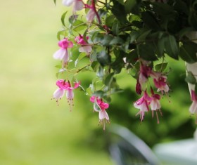 Lantern flowers HD picture