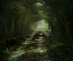 Leading to the path of the mysterious forest Stock Photo