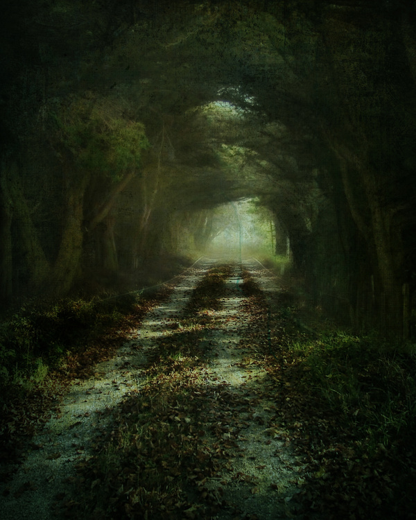 Leading To The Path Of The Mysterious Forest Stock Photo Free Download