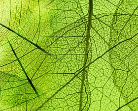 Leaf Textures HD picture 01