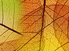 Leaf Textures HD picture 02