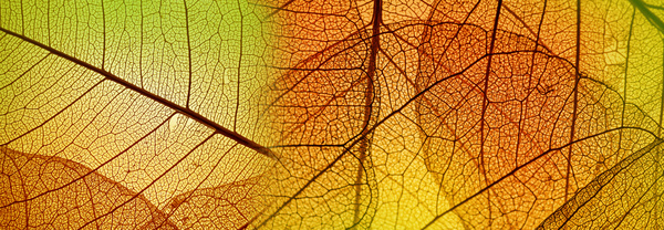 Leaf Textures HD picture 02