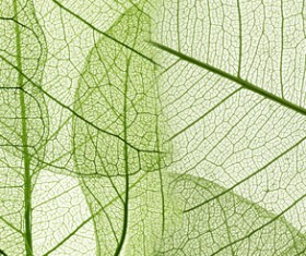 Leaf Textures HD picture 03