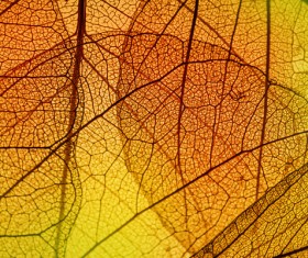 Leaf Textures HD picture 04