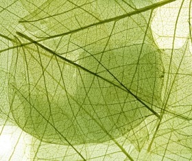 Leaf Textures HD picture 05