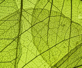 Leaf Textures HD picture 06