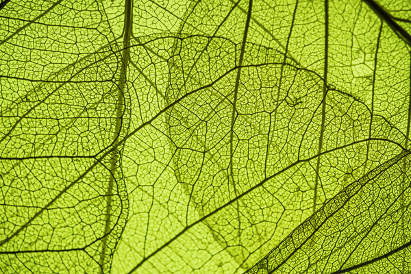 Leaf Textures HD picture 06