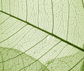 Leaf Textures HD picture 07