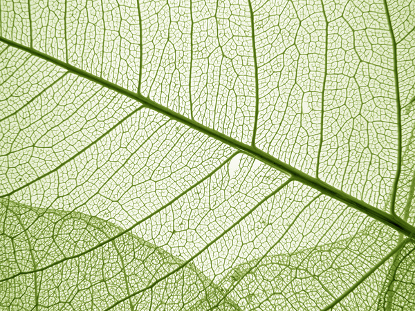 Leaf Textures HD picture 07