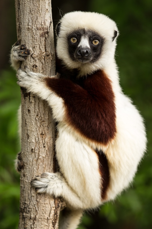 Lemur Madagascar Stock Photo