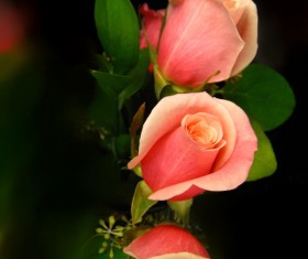 Light red roses HD picture
