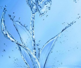 Lily water flower HD picture